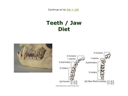 Teeth / Jaw Diet Continue on to Set # 16CSet # 16C.