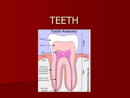 TEETH.