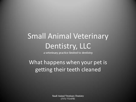 Small Animal Veterinary Dentistry, LLC a veterinary practice limited to dentistry What happens when your pet is getting their teeth cleaned Small Animal.