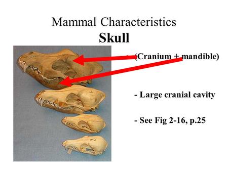 Mammal Characteristics Skull