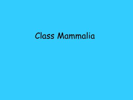 Class Mammalia.