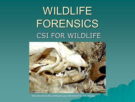 WILDLIFE FORENSICS CSI FOR WILDLIFE