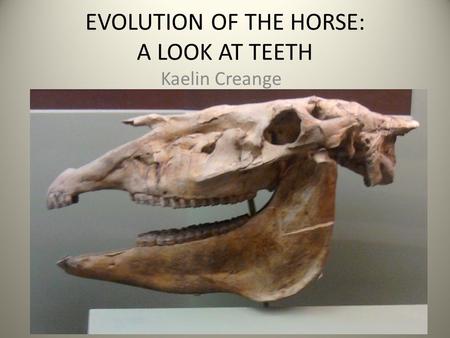 EVOLUTION OF THE HORSE: A LOOK AT TEETH