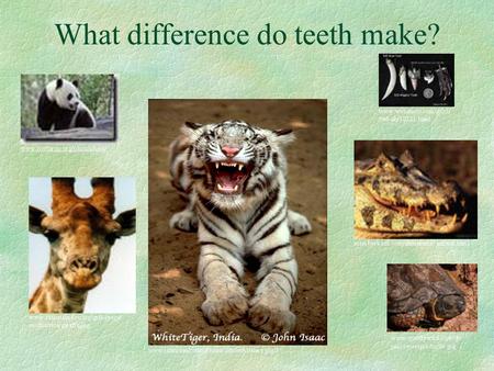 What difference do teeth make?