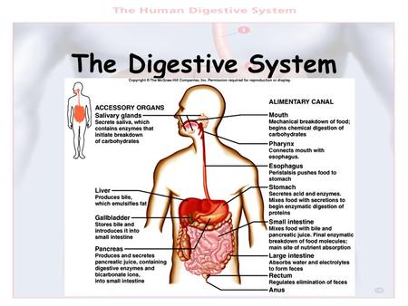 The Digestive System.