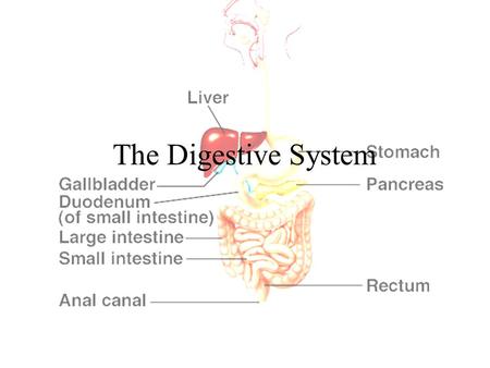 The Digestive System.