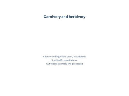 Carnivory and herbivory Capture and ingestion: teeth, mouthparts Snail teeth: odontophore Gut tubes: assembly-line processing.