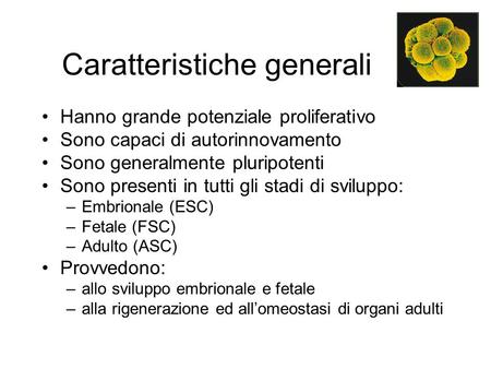 Caratteristiche generali Hanno grande potenziale proliferativo Sono capaci di autorinnovamento Sono generalmente pluripotenti Sono presenti in tutti gli.