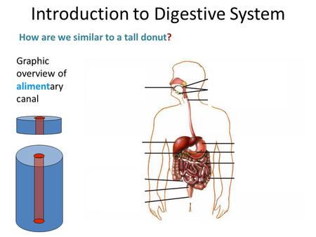 Graphic overview of alimentary canal How are we similar to a tall donut? Introduction to Digestive System.