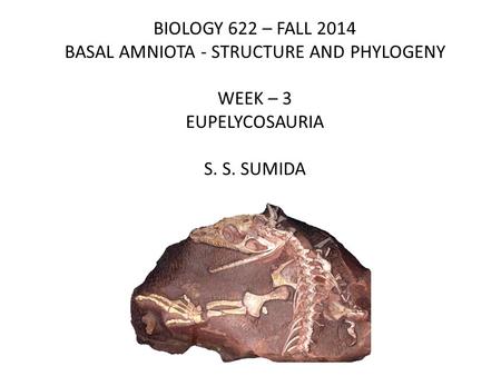 BIOLOGY 622 – FALL 2014 BASAL AMNIOTA - STRUCTURE AND PHYLOGENY WEEK – 3 EUPELYCOSAURIA S. S. SUMIDA.