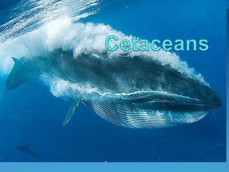 Cetaceans.