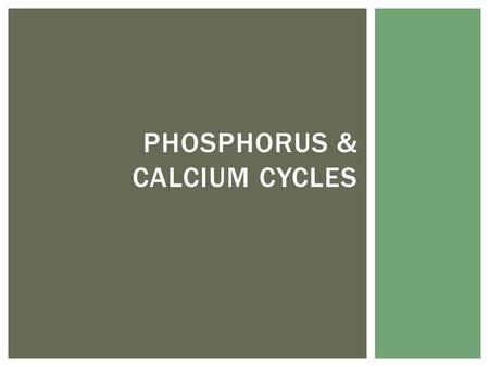 PHOSPHORUS & CALCIUM CYCLES. Phos = important for DNA, ATP, phospholipids, bones & teeth and compounds that function in photosynthesis and respiration.