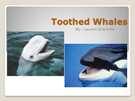 Toothed Whales By: Lauren Granville. There are around 70 different species of Toothed Whales. They get the name, Toothed Whales, because they are the.