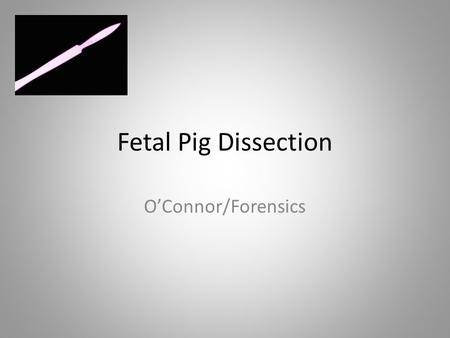 Fetal Pig Dissection OConnor/Forensics. Gestation is 114 days in length (+/- 2 days) or 3 months, 3 weeks, and 3 days.