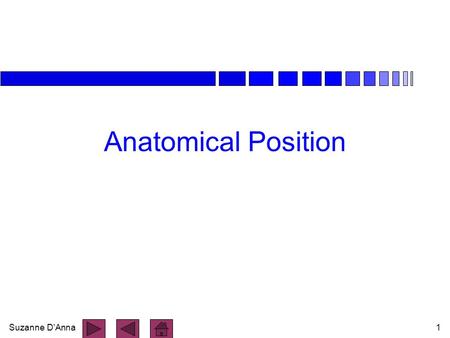 Anatomical Position.