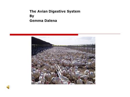 The Avian Digestive System By Gemma Dalena