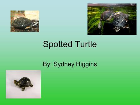 Spotted Turtle By: Sydney Higgins. Controlling Body Temperature They control their body temperature with their shell.