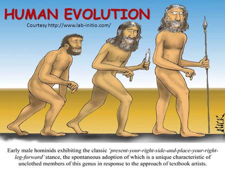 HUMAN EVOLUTION Courtesy