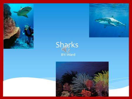 Sharks BY: Ward B asking Sharks are the second-largest sharks in the world! They eat plankton, larvae, and other small fish. Basking Sharks can grow.