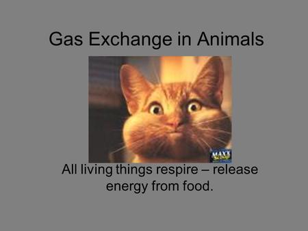 Gas Exchange in Animals