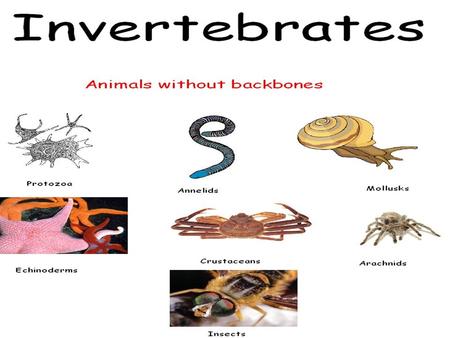 INVERTEBRATES.