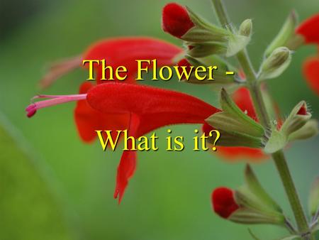 The Flower - What is it?.