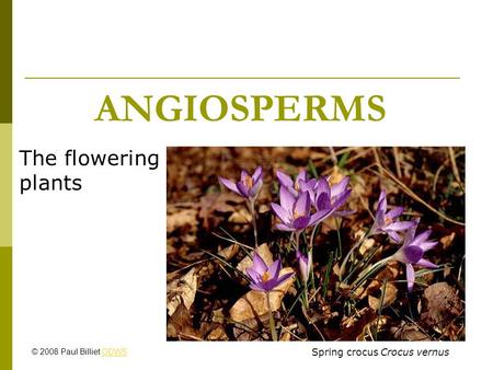 ANGIOSPERMS The flowering plants Spring crocus Crocus vernus © 2008 Paul Billiet ODWSODWS.