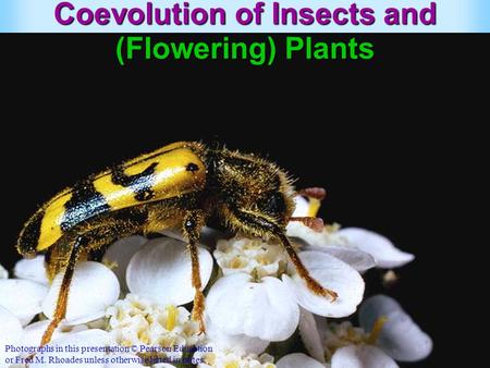 Coevolution of Insects and (Flowering) Plants