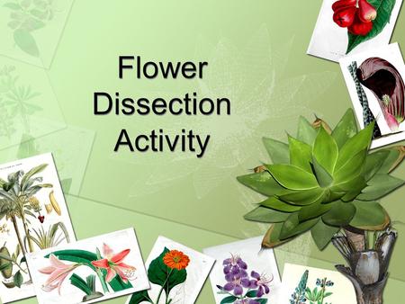 Flower Dissection Activity