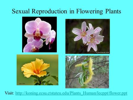 Sexual Reproduction in Flowering Plants