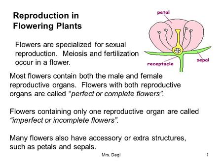 Reproduction in Flowering Plants