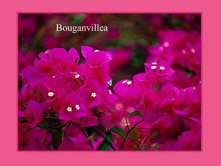 Bouganvillea Shasta Daisy Sunflower Rose Climbing English Rose.