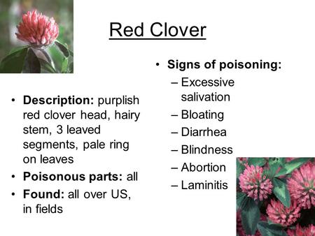 Red Clover Signs of poisoning: Excessive salivation Bloating Diarrhea