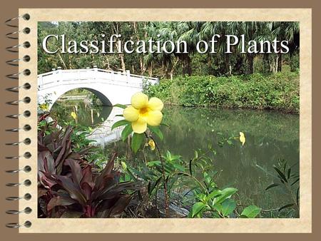 Classification of Plants