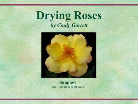 Drying Roses by Cindy Garrett Sunglow Miniflora from Whit Wells.