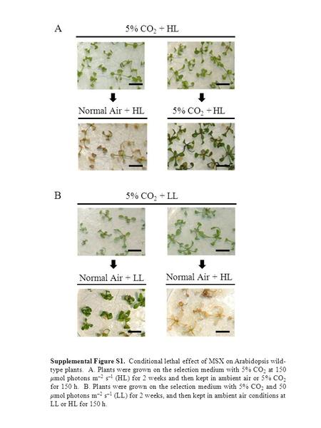 5% CO 2 + HL Normal Air + HL Supplemental Figure S1. Conditional lethal effect of MSX on Arabidopsis wild- type plants. A. Plants were grown on the selection.