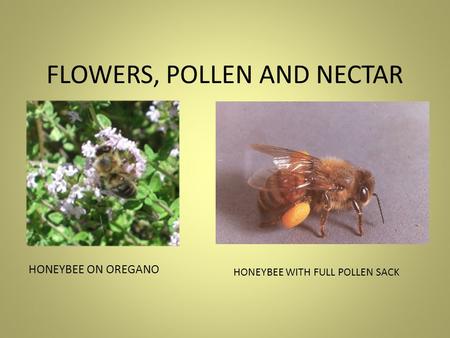 FLOWERS, POLLEN AND NECTAR HONEYBEE ON OREGANO HONEYBEE WITH FULL POLLEN SACK.