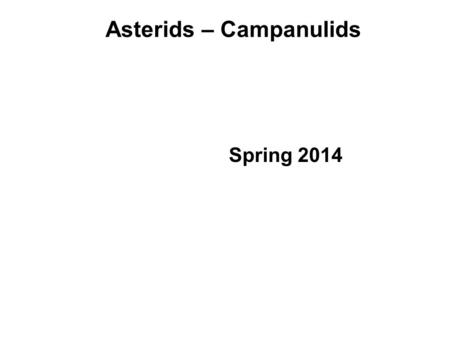 Asterids – Campanulids