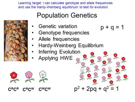 Population Genetics p + q = 1 p2 + 2pq + q2 = 1 Genetic variation