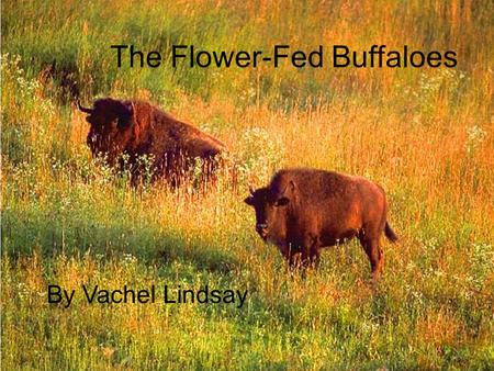 The Flower-Fed Buffaloes