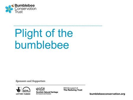 Plight of the bumblebee. Bees in the UK Around 250 species of bee 24 bumblebees 1 honeybee The rest are solitary bees All bees get nectar from flowers.