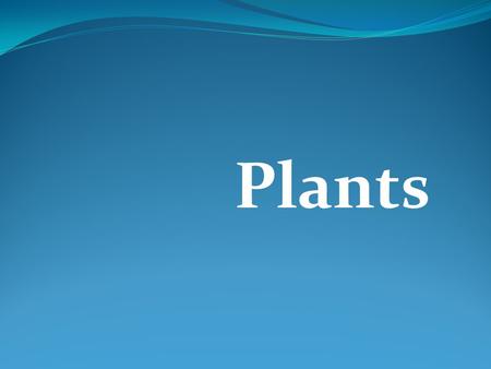 Plants.