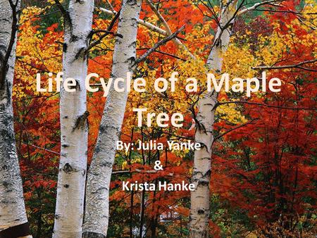 Life Cycle of a Maple Tree