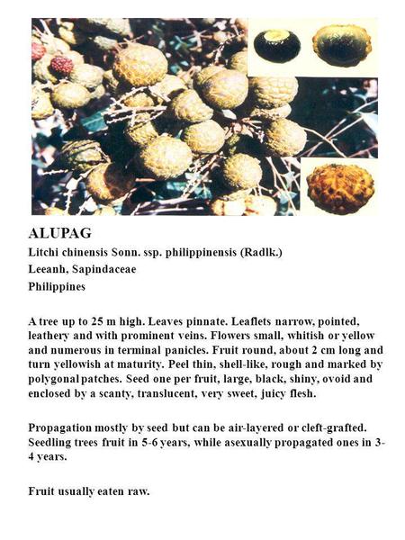 ALUPAG Litchi chinensis Sonn. ssp. philippinensis (Radlk.)