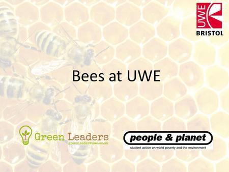 Bees at UWE. The Honeybee They have been around for 35-45 million years (Homo sapiens have only been around for 200,000 years) Bees were worshiped by.