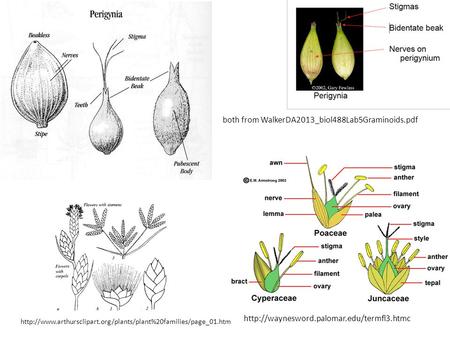 Both from WalkerDA2013_biol488Lab5Graminoids.pdf