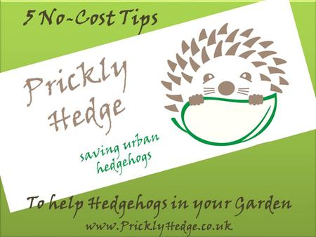 5 No-Cost Tips To help Hedgehogs in your Garden www.PricklyHedge.co.uk.