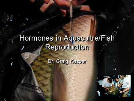 Hormones in Aquacultre/Fish Reproduction Dr. Craig Kasper.