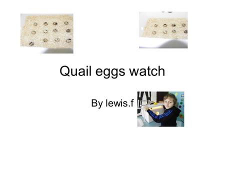 Quail eggs watch By lewis.f. Day 1 Incubator comes and quail eggs are in it. They dont seem to be near hatching yet.