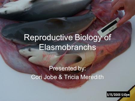 Reproductive Biology of Elasmobranchs